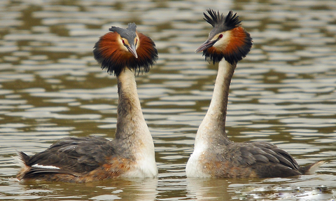 Great crested grebe The Wildlife Trusts